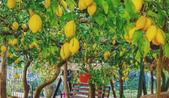 Il Limoneto degli Angeli