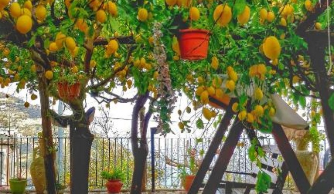 Il Limoneto di Lulù, holidays among the lemon trees